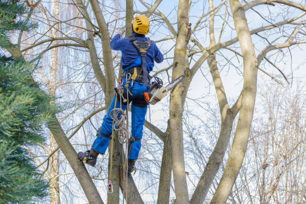 Best Utility Line Clearance  in Strathmore, NJ